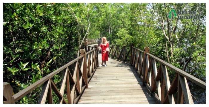 Hutan Mangrove Langsa