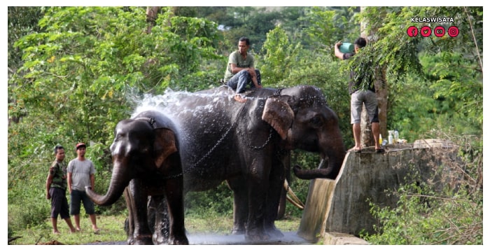 Pelatihan Gajah Saree