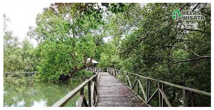 Hutan Mangrove Margomulyo