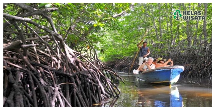 Hutan Mangrove Pulau Pari